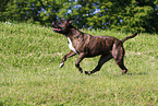 running American Staffordshire Terrier