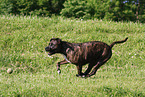 running American Staffordshire Terrier