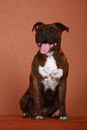 sitting American Staffordshire Terrier