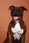 American Staffordshire Terrier Portrait