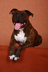 lying American Staffordshire Terrier
