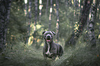 American Staffordshire Terrier
