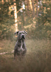 sitting American Staffordshire Terrier