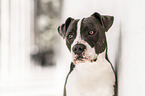 American Staffordshire Terrier