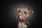 American Staffordshire Terrier Portrait