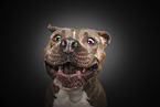 American Staffordshire Terrier Portrait