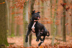 young American Staffordshire Terrier