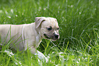 American Staffordshire Terrier puppy