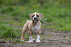 American Staffordshire Terrier puppy