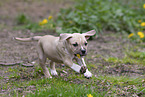 American Staffordshire Terrier puppy