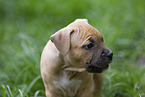 American Staffordshire Terrier puppy
