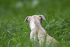 American Staffordshire Terrier puppy