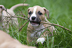 American Staffordshire Terrier puppy