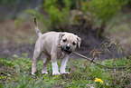 American Staffordshire Terrier puppy