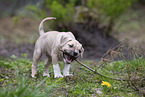 American Staffordshire Terrier puppy