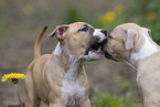 American Staffordshire Terrier puppy