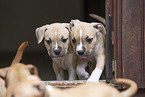 American Staffordshire Terrier puppy