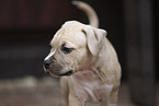 American Staffordshire Terrier puppy