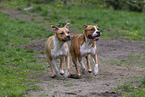 American Staffordshire Terrier