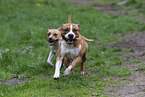 American Staffordshire Terrier