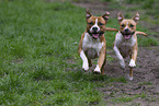 American Staffordshire Terrier