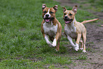 American Staffordshire Terrier