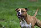American Staffordshire Terrier