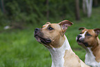 American Staffordshire Terrier