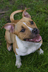 American Staffordshire Terrier