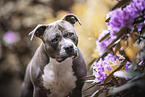 American Staffordshire Terrier