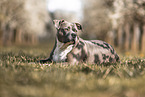 American Staffordshire Terrier