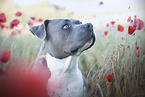 American Staffordshire Terrier
