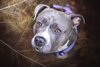 American Staffordshire Terrier