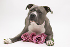American Staffordshire Terrier
