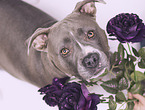 American Staffordshire Terrier