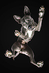American Staffordshire Terrier from below