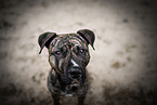 sitting American Staffordshire Terrier
