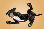 American Staffordshire Terrier