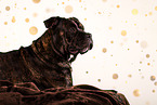 American Staffordshire Terrier in studio