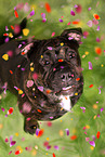 American Staffordshire Terrier in studio