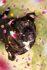 American Staffordshire Terrier in studio