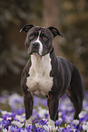 American Staffordshire Terrier in spring