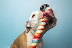 male American Staffordshire Terrier