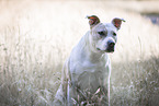 female American Staffordshire Terrier
