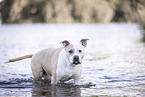 female American Staffordshire Terrier