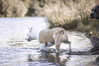 female American Staffordshire Terrier