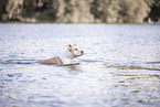 female American Staffordshire Terrier