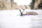 female American Staffordshire Terrier