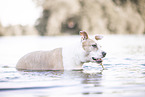 female American Staffordshire Terrier