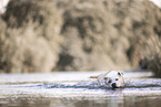 female American Staffordshire Terrier